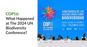 COP16: What Happened at The 2024 UN Biodiversity Conference?