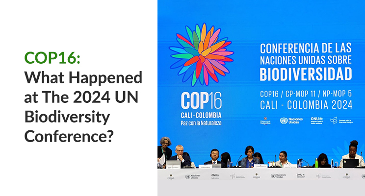 COP16: What Happened at The 2024 UN Biodiversity Conference?