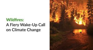 Wildfires: A Fiery Wake-Up Call on Climate Change